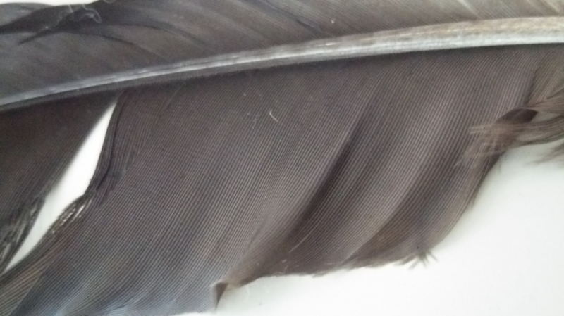 拡大したカラスの羽