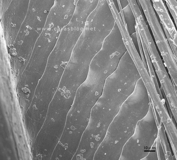 カラスの羽の微細構造