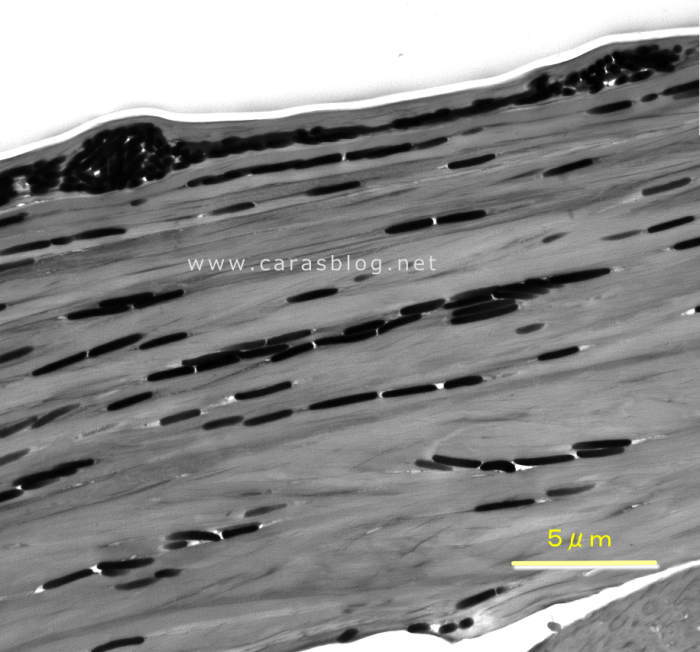 カラスの羽の透過電子顕微鏡画像