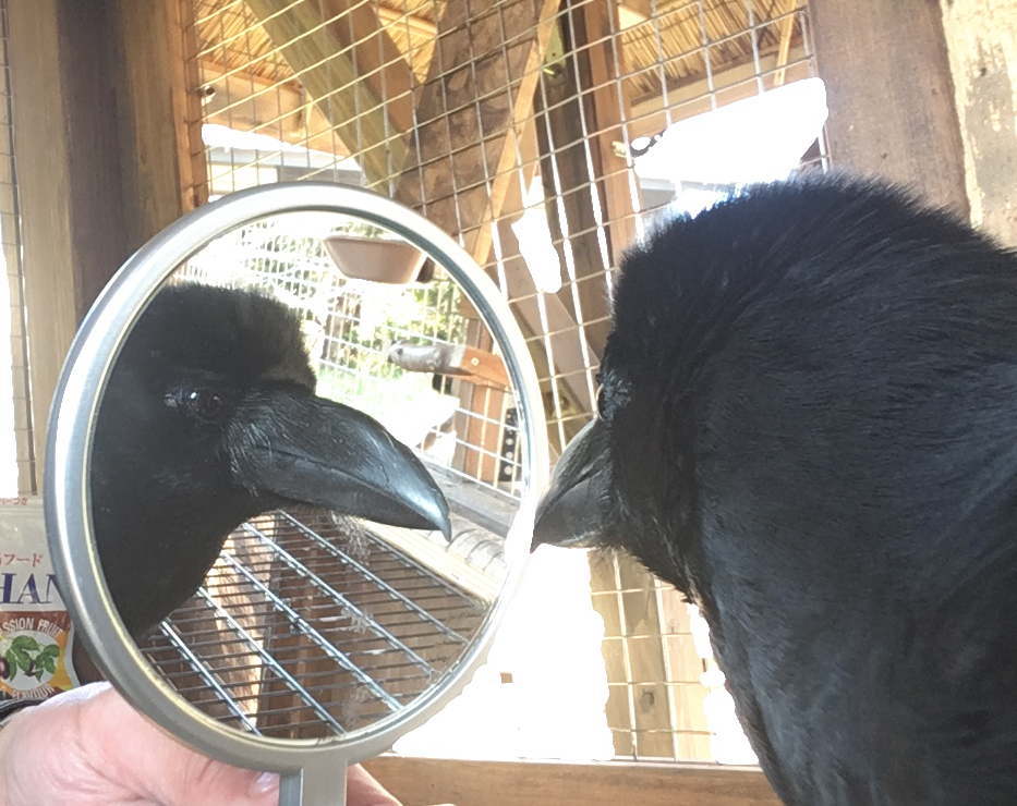 カラスと鏡