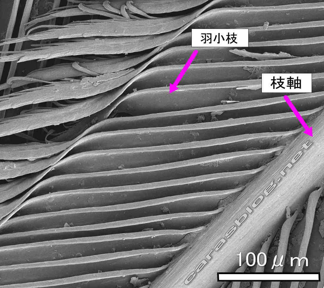 カラスの羽の電子顕微鏡画像