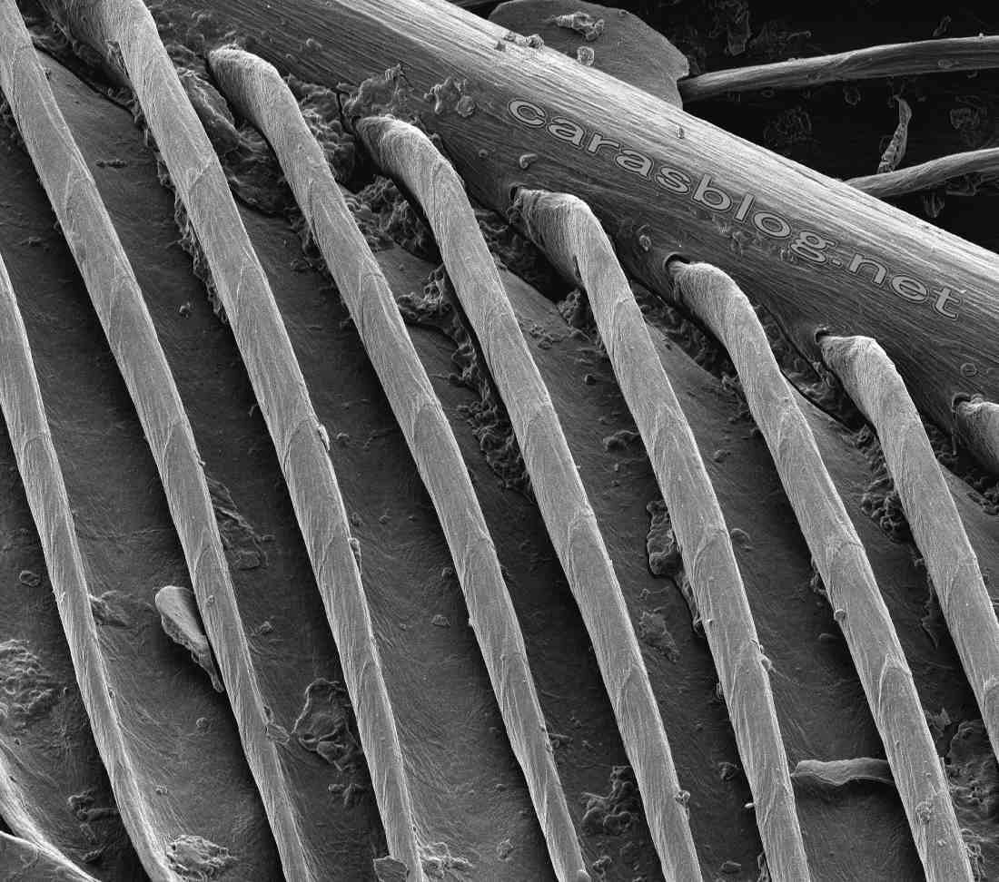 カラスの羽の電子顕微鏡画像