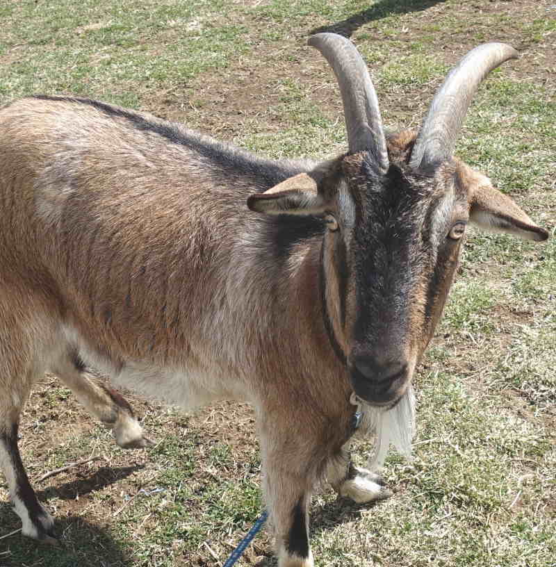 カラスブログ19年4月6日 ヤギを飼ってみる