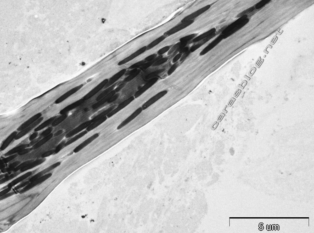 カラスの羽毛の電子顕微鏡写真