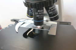カラスのフンの顕微鏡画像