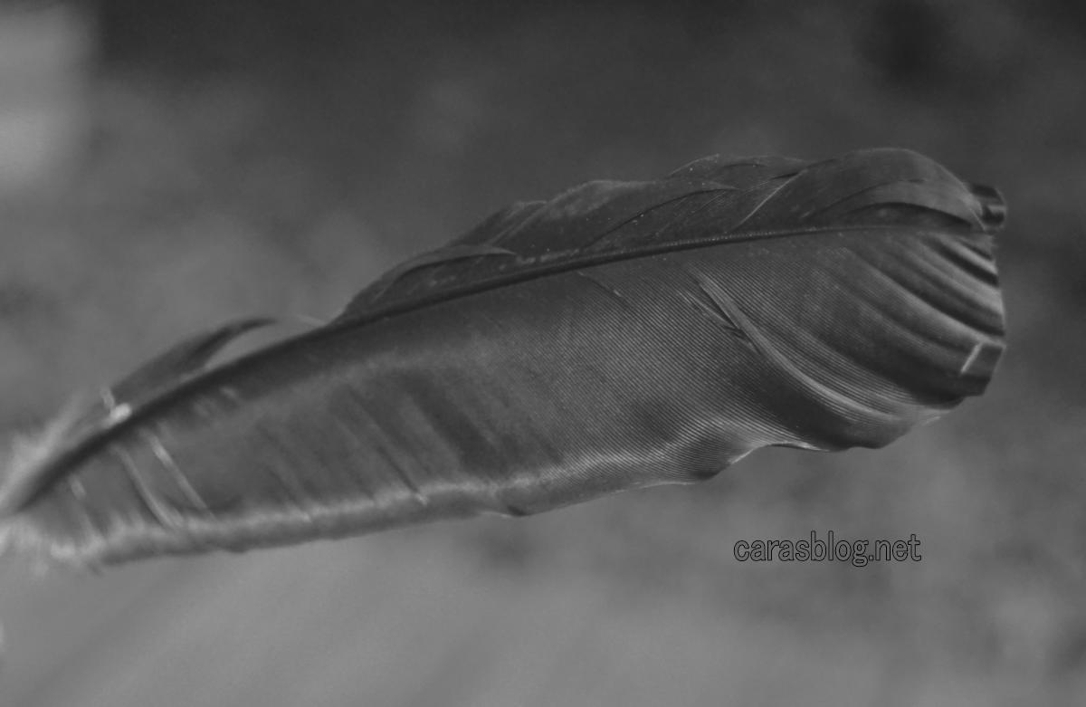 羽の紫外線写真