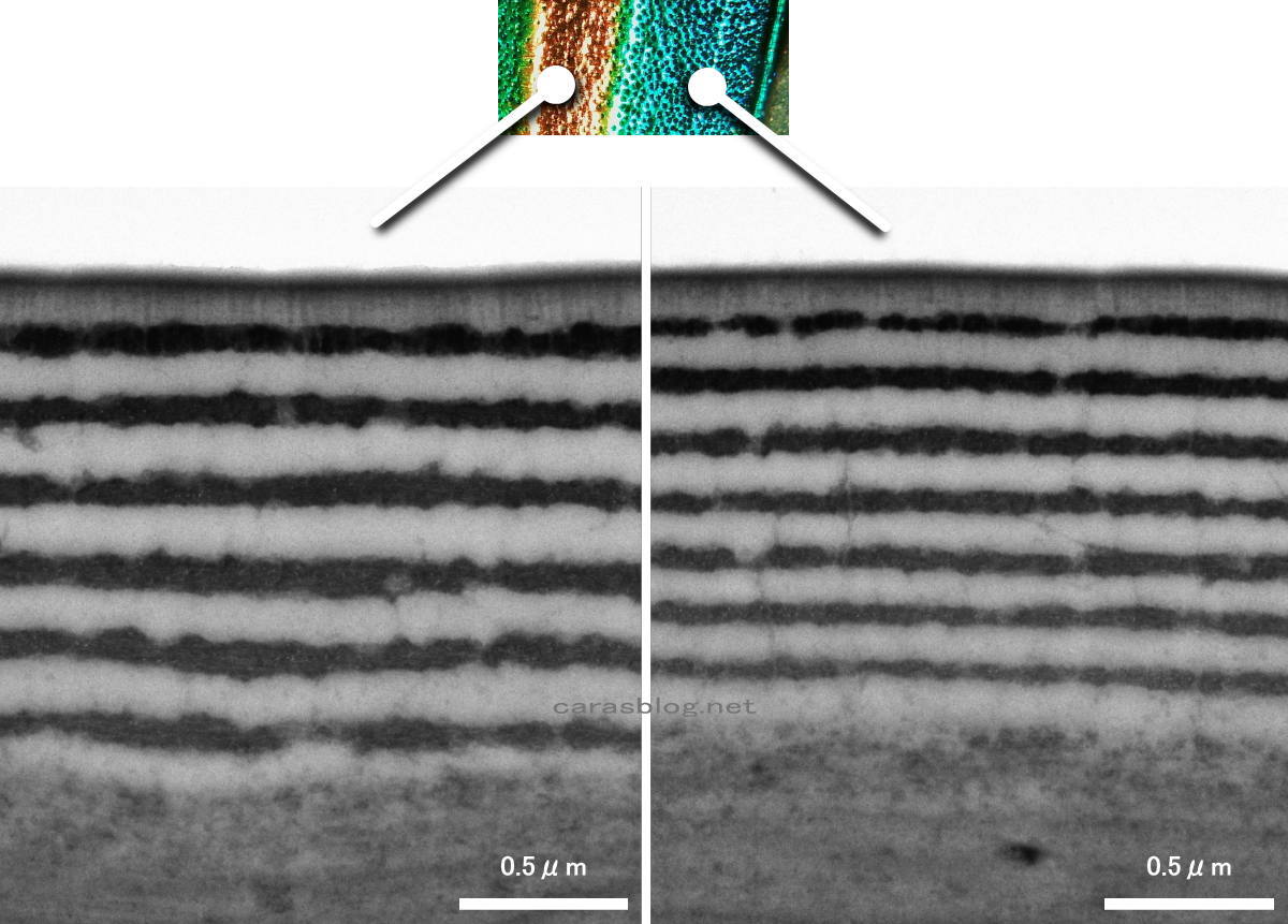 玉虫の翅の電子顕微鏡画像