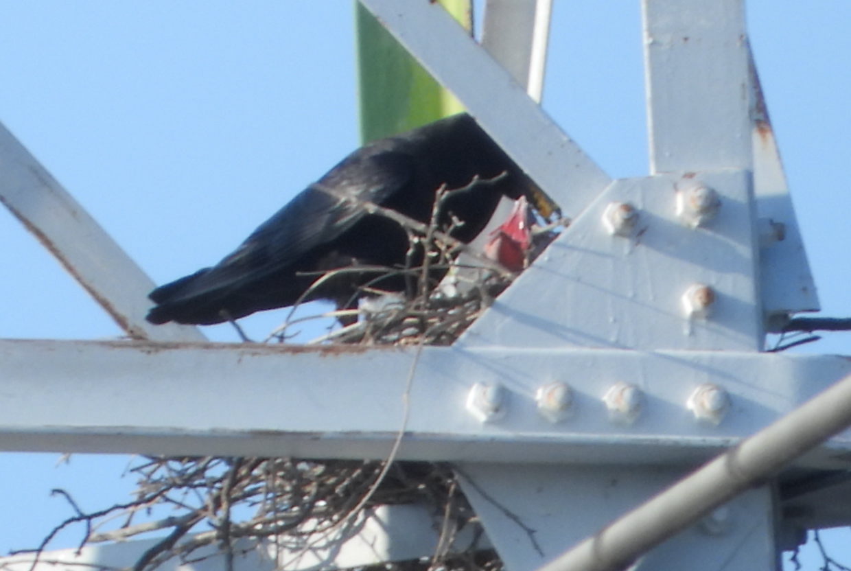 カラスの巣