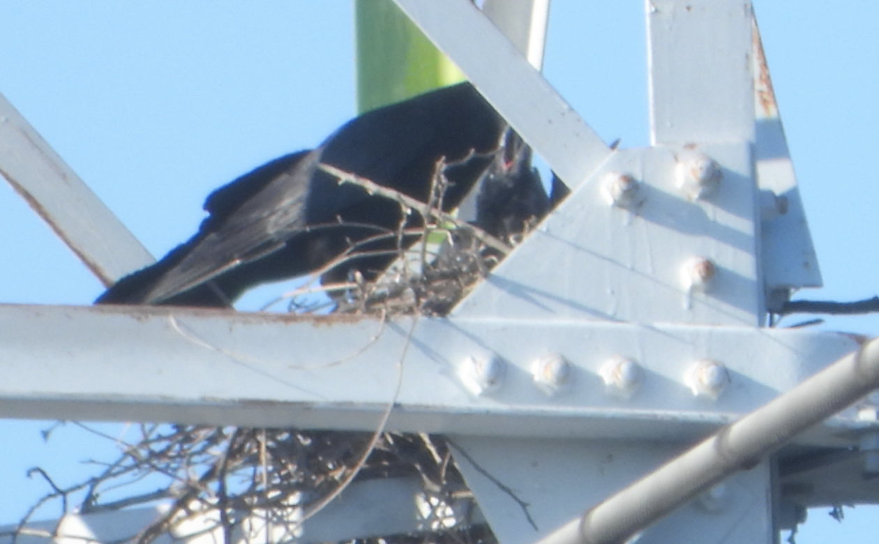 カラスの巣