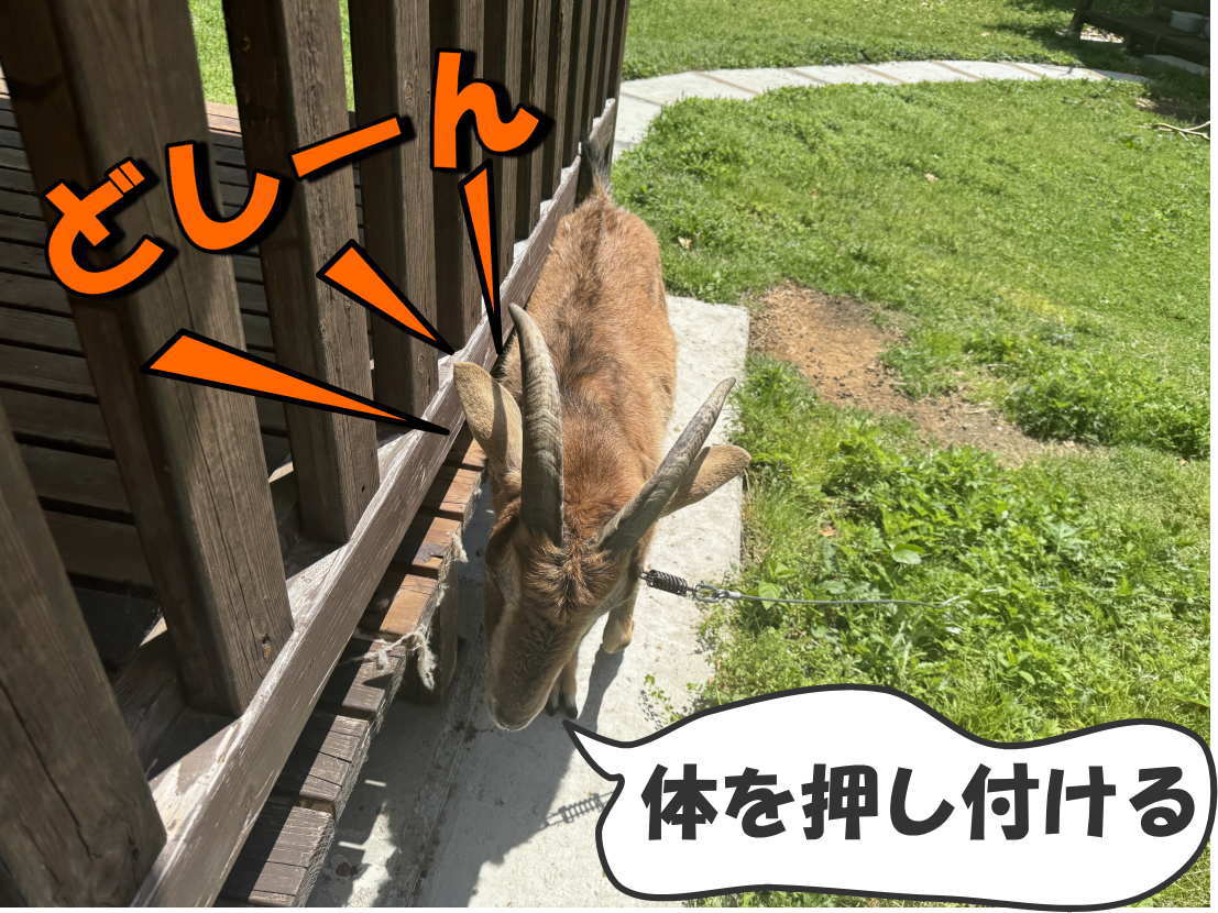ヤギ