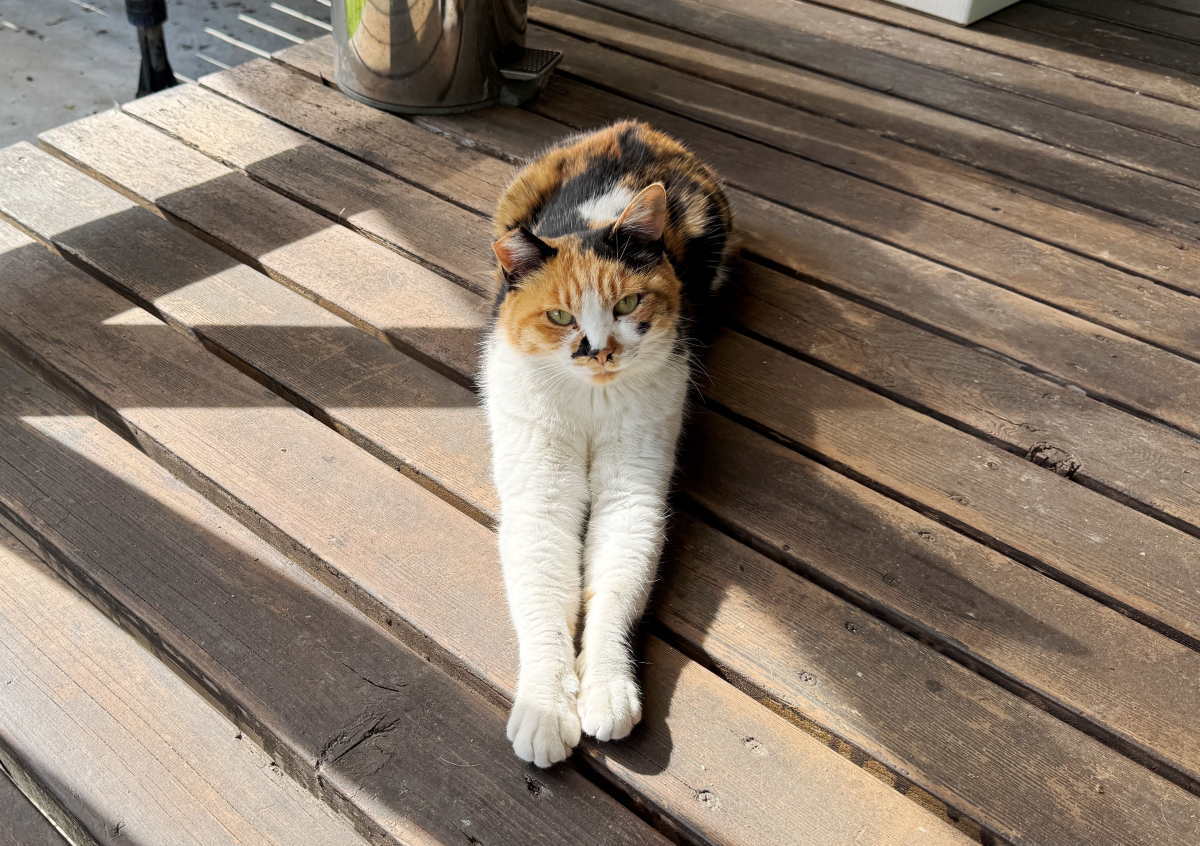 猫