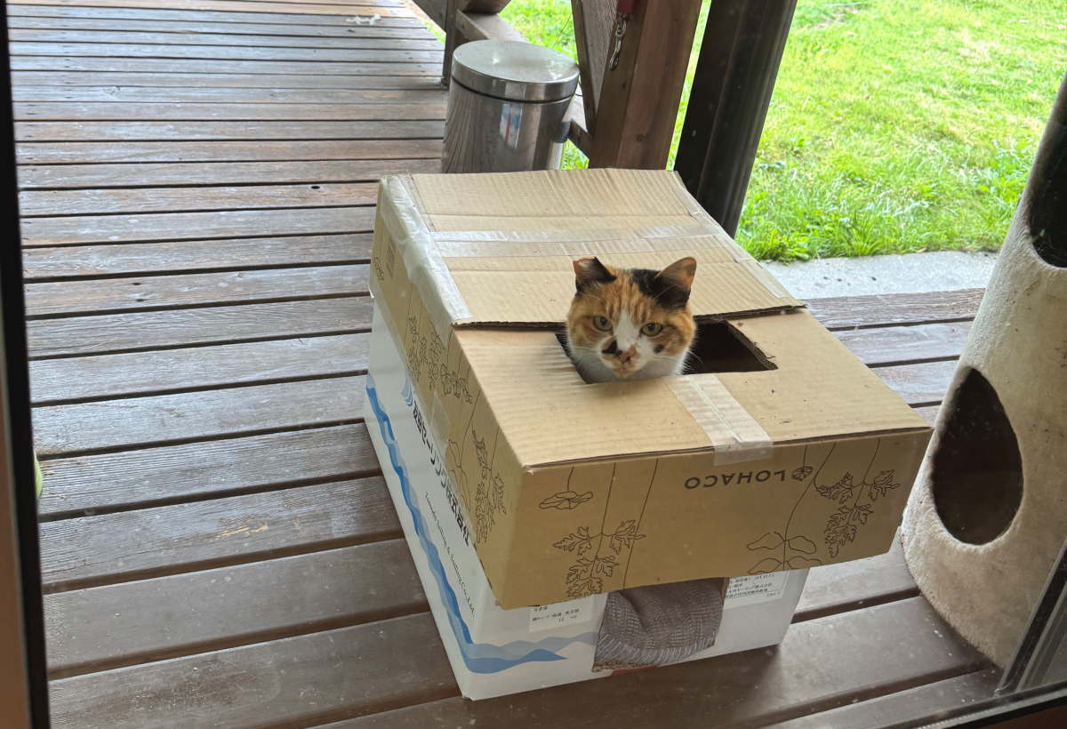 猫