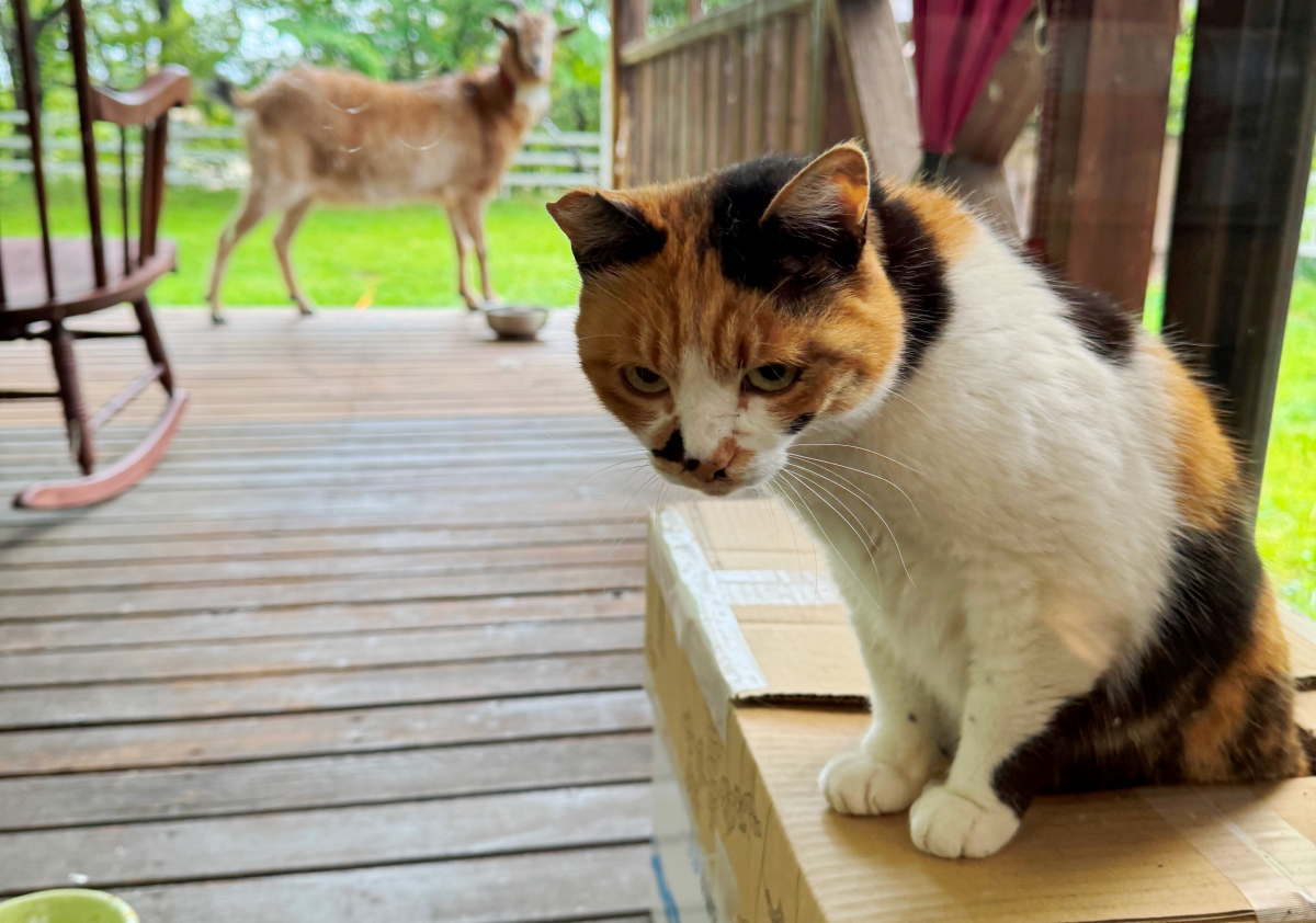 猫