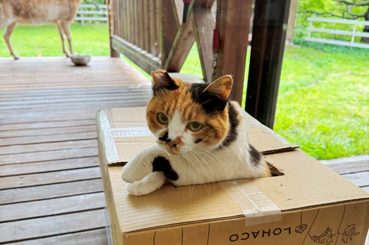 猫