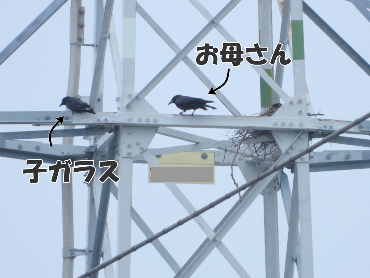 カラス