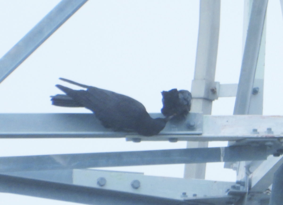カラス