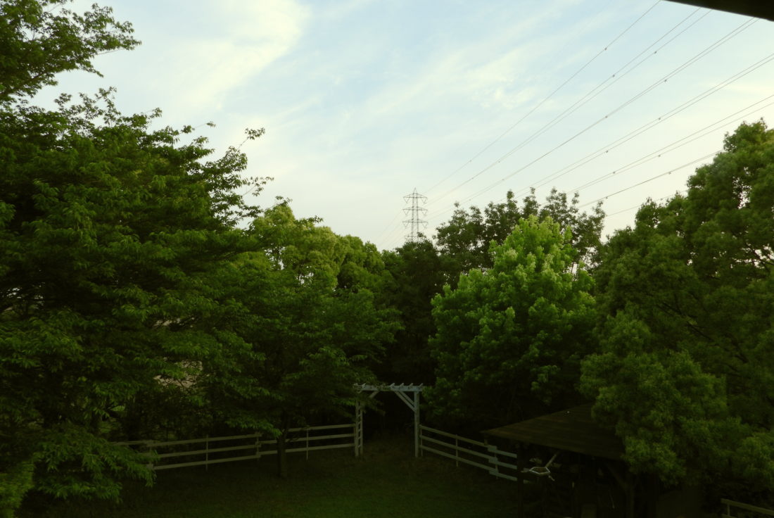 カラス