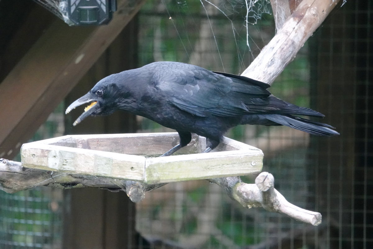 カラス