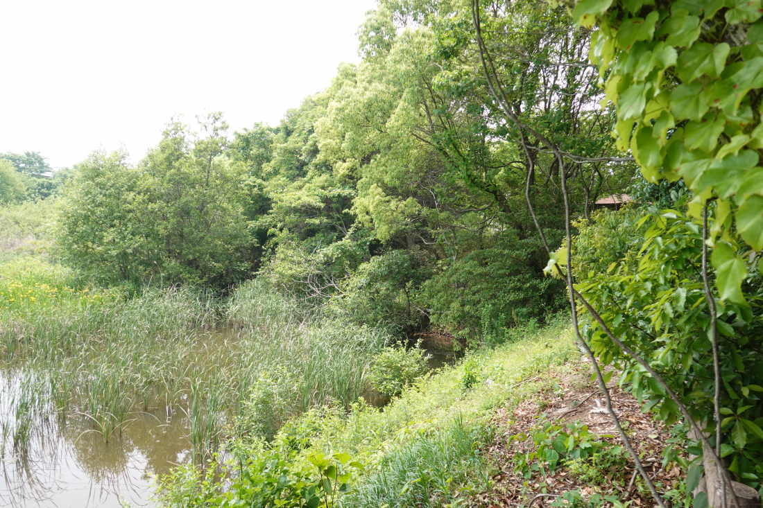 池の畔