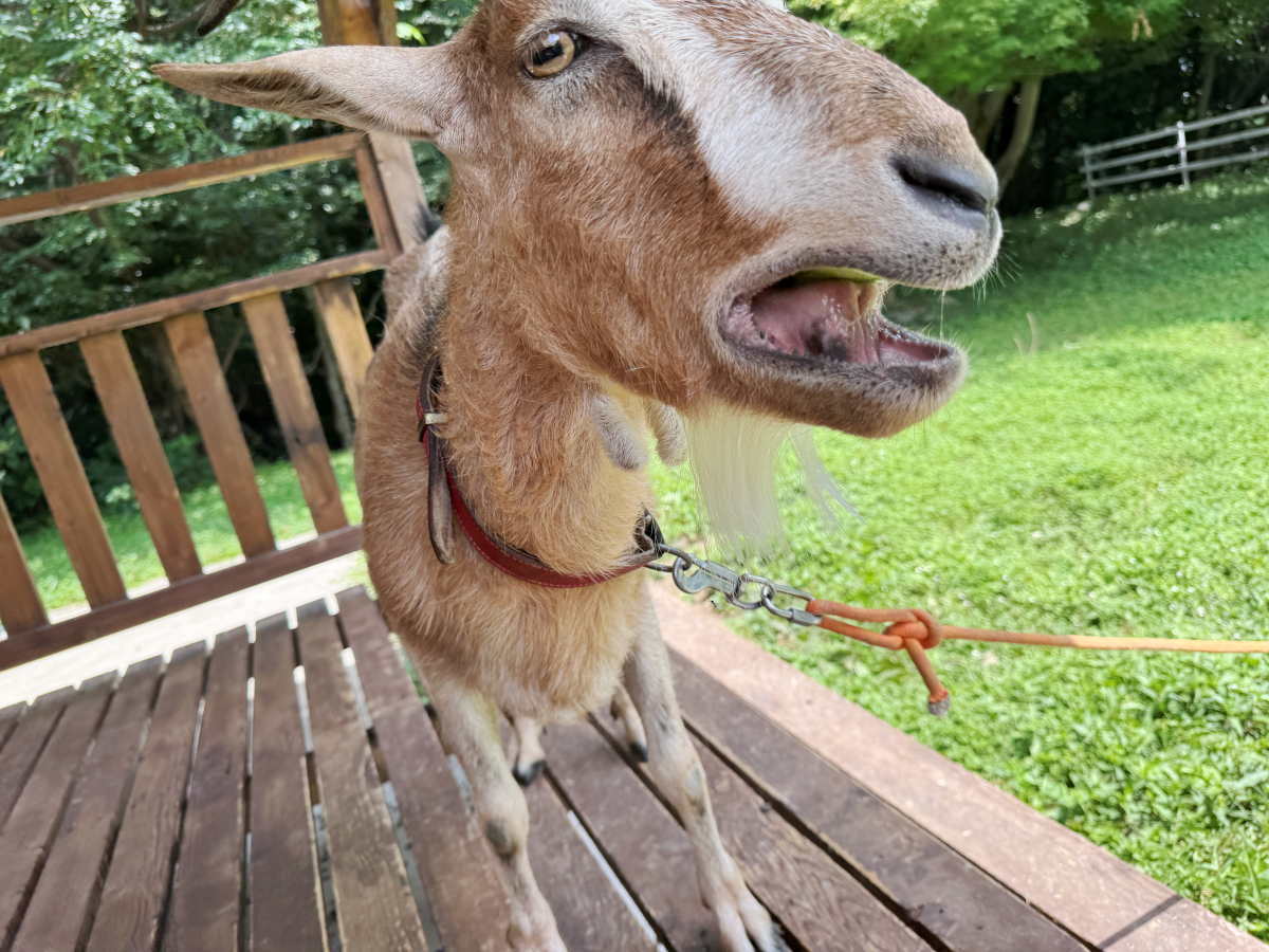 ヤギ