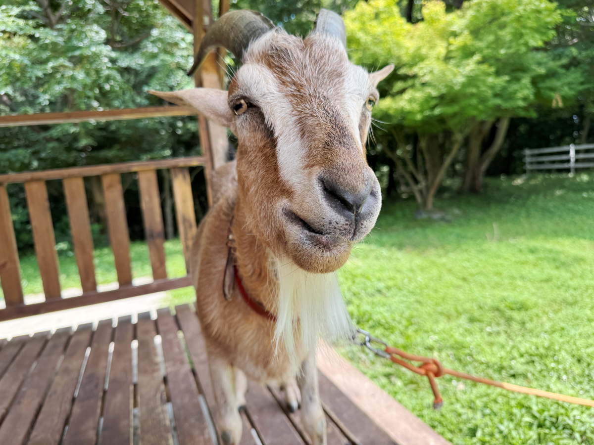 ヤギ