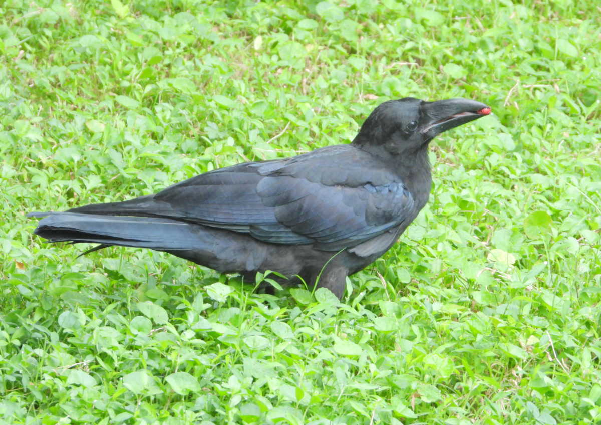 カラス