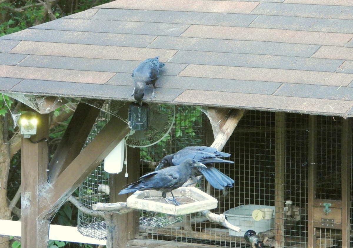 カラス