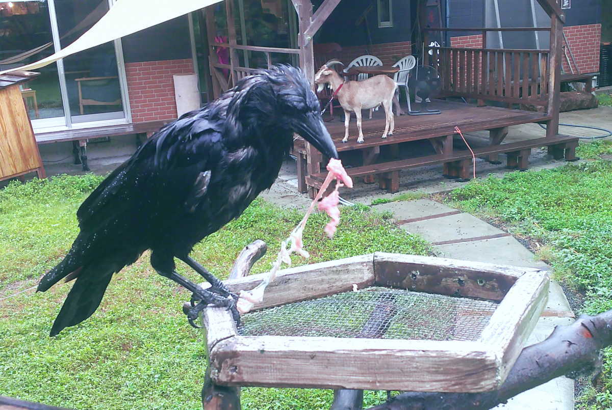 カラス