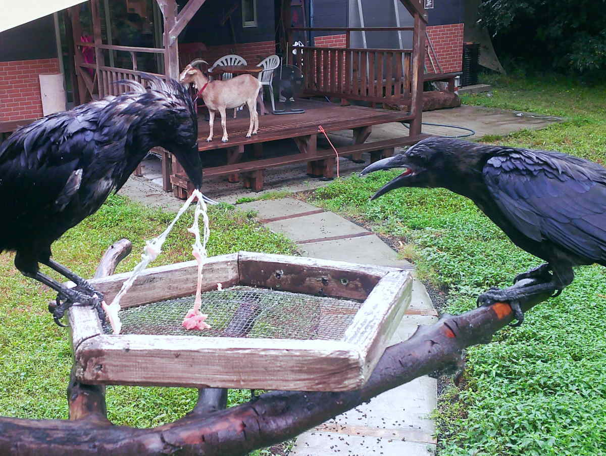 カラス