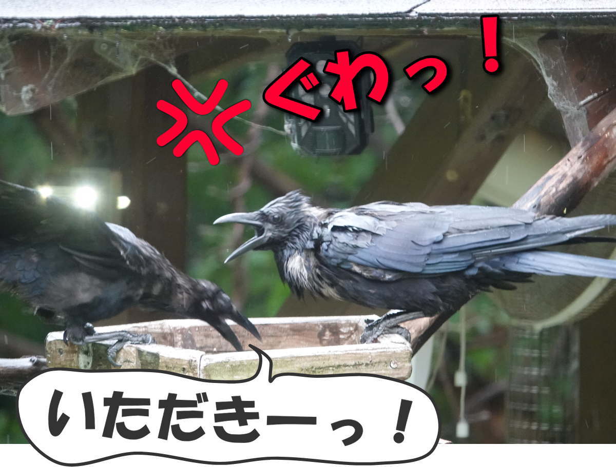 カラス