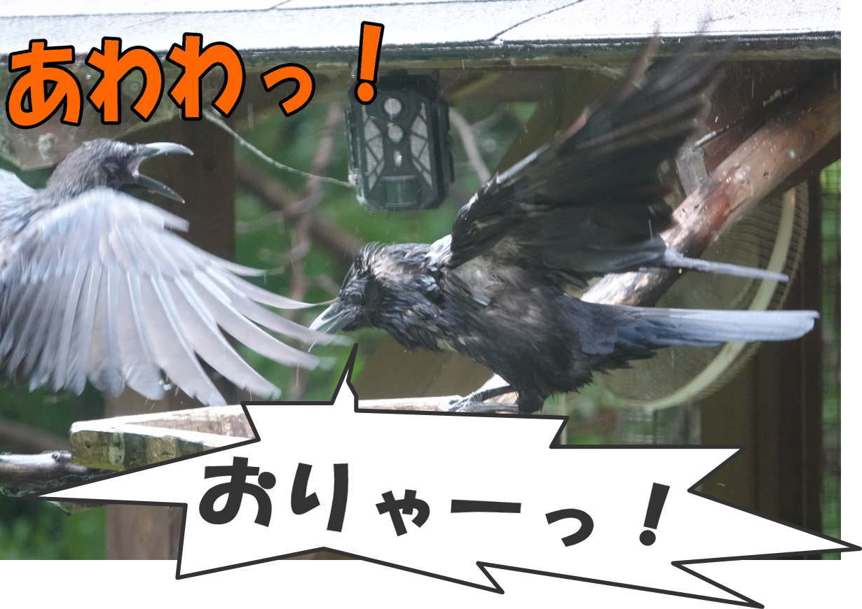 カラス
