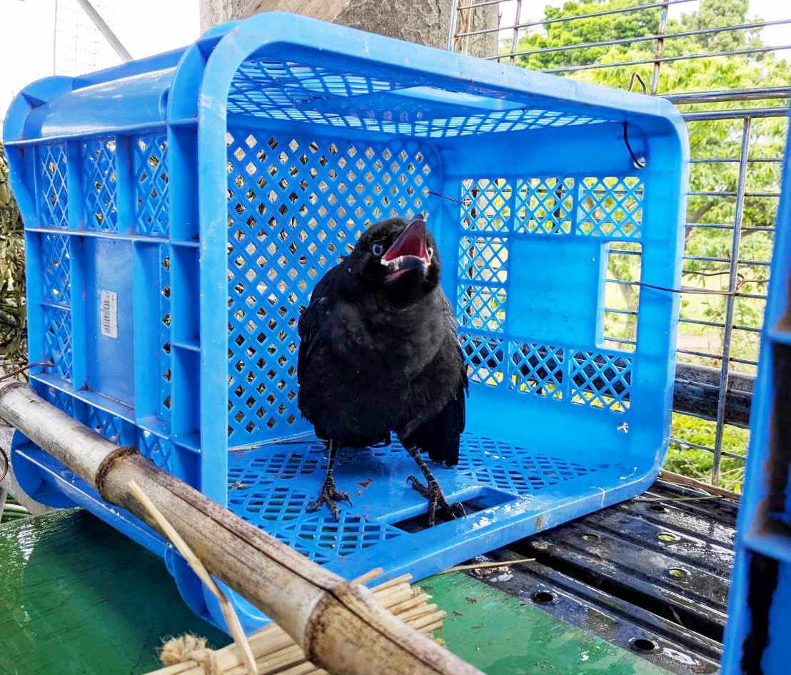 カラス