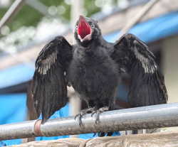 カラス