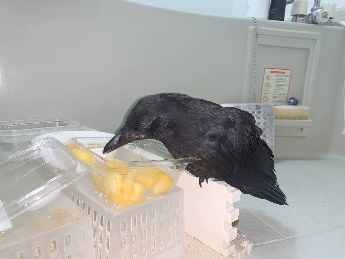 カラス