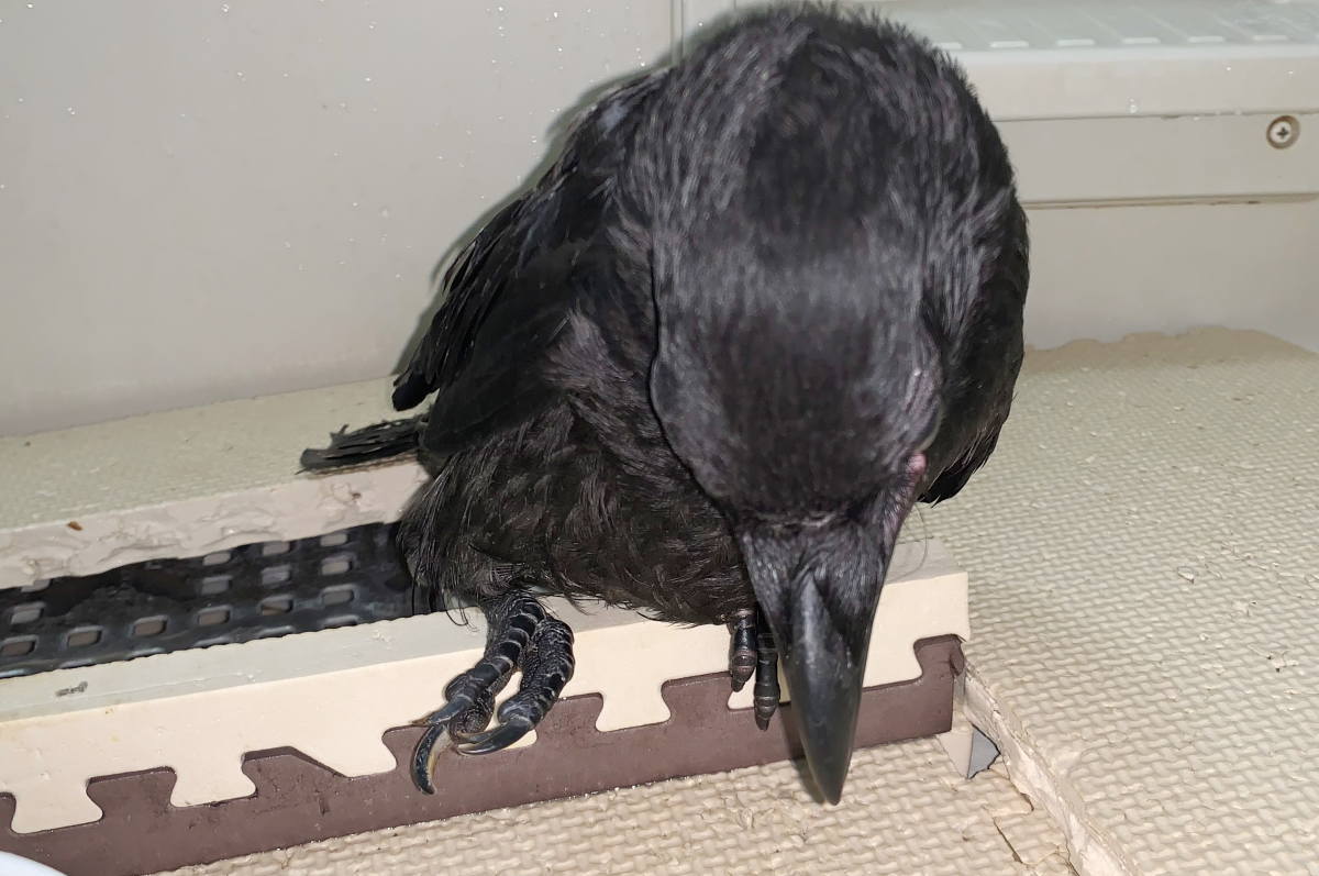 カラス