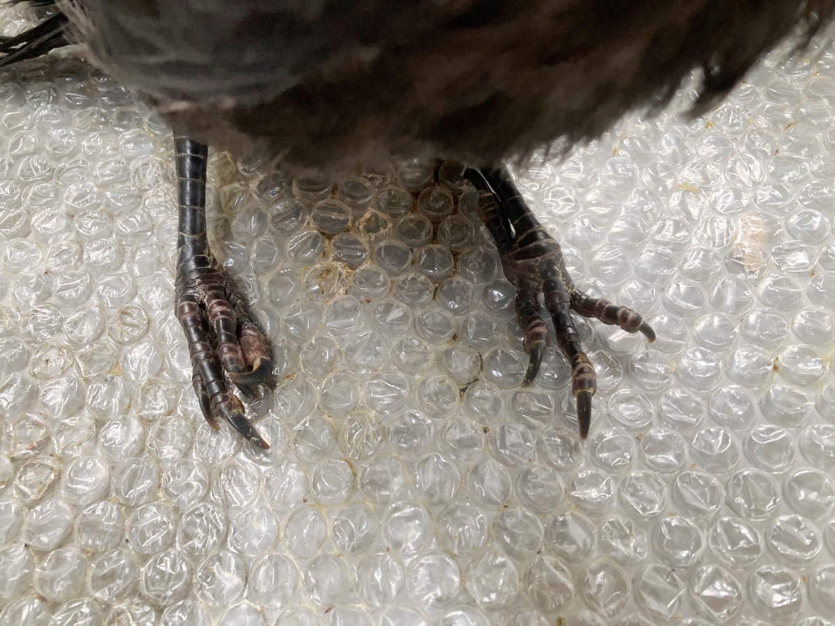 カラス