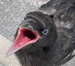 カラス
