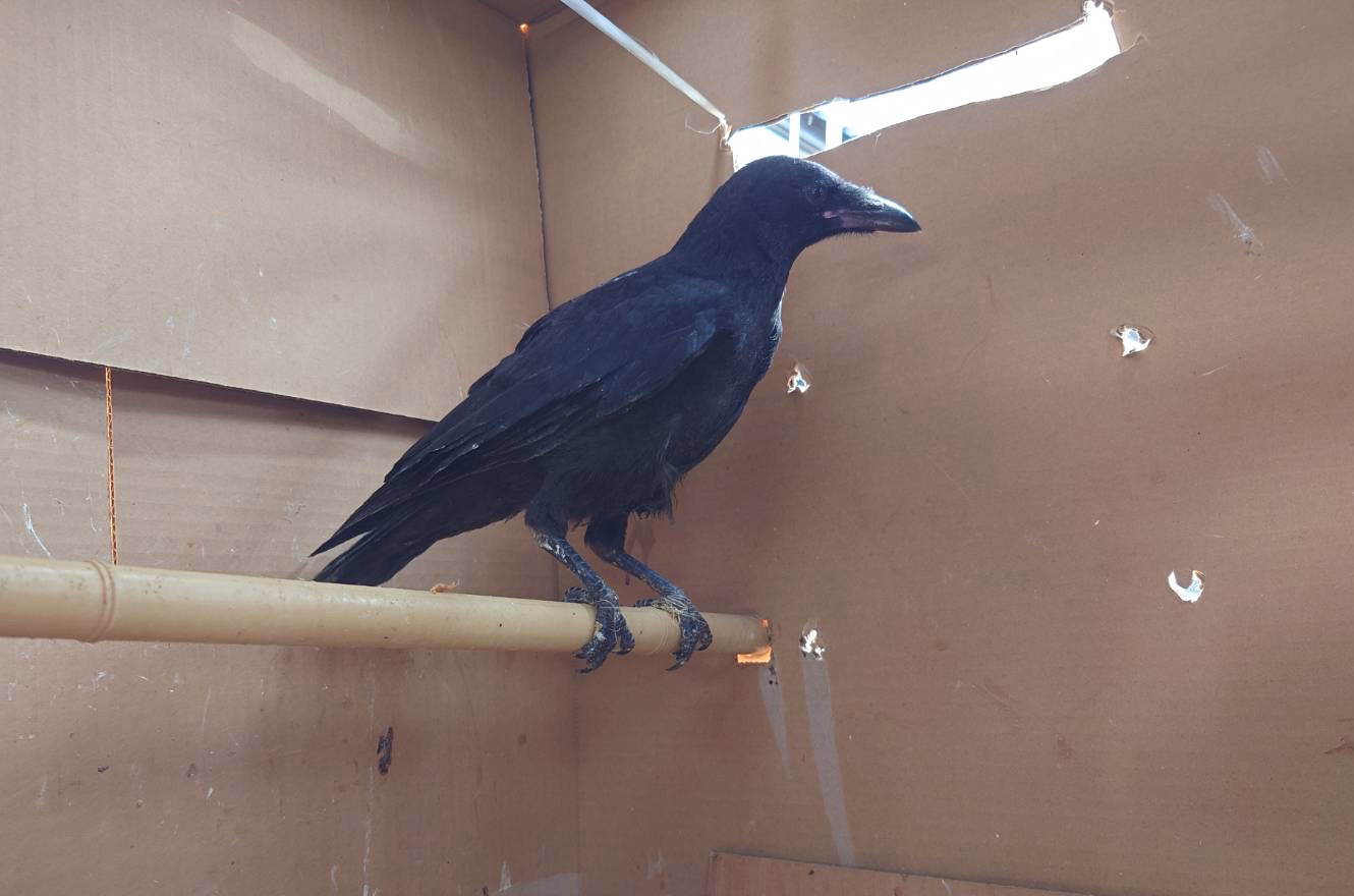 カラス