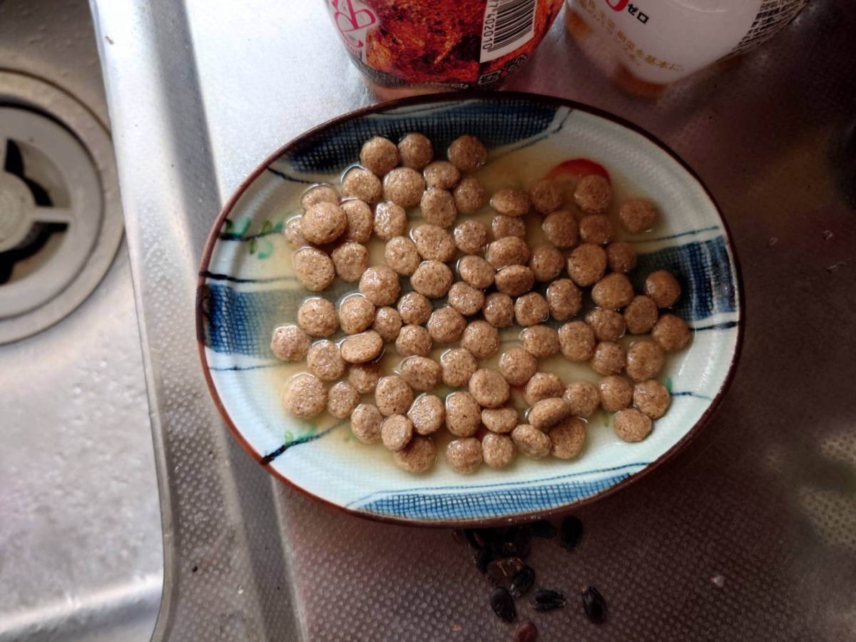 カラス