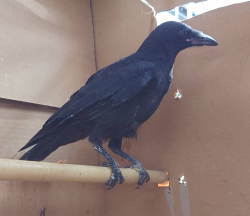 カラス