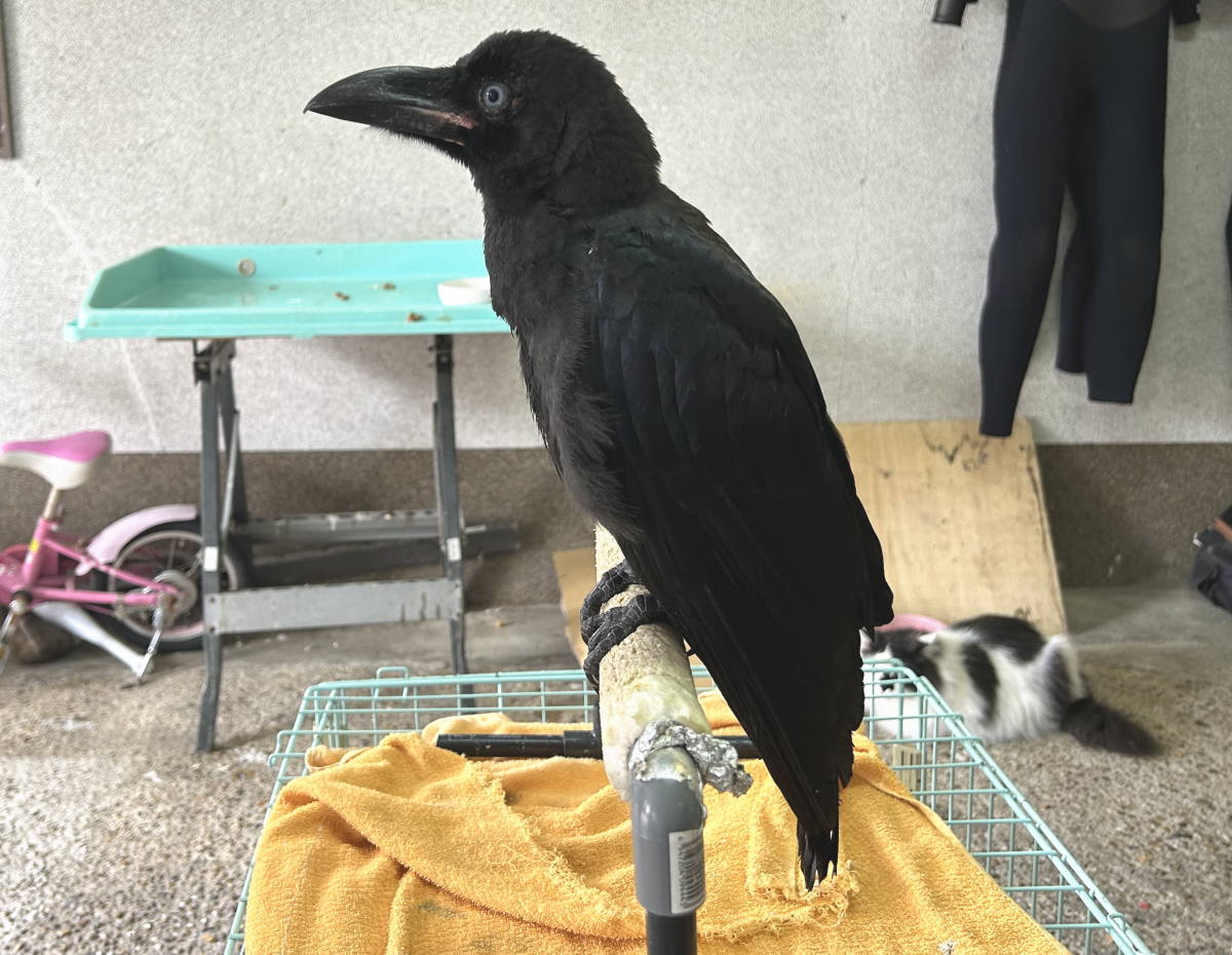 カラス