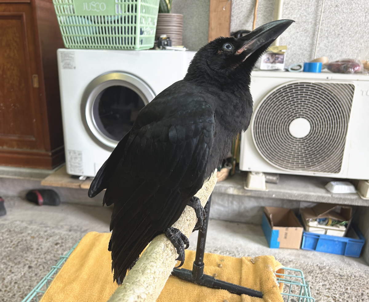 カラス