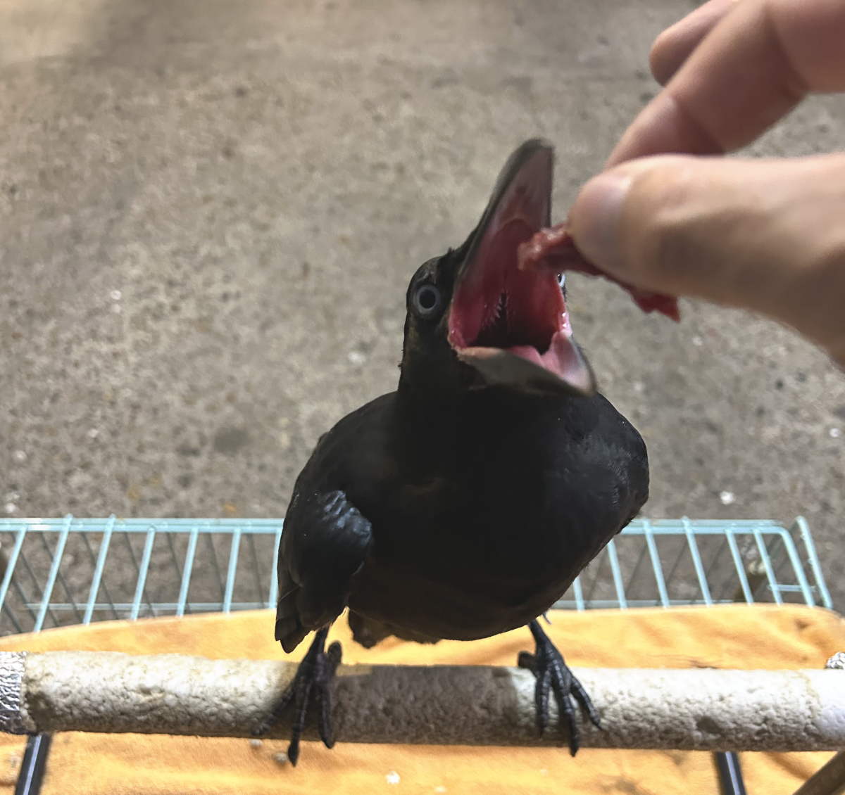 カラス