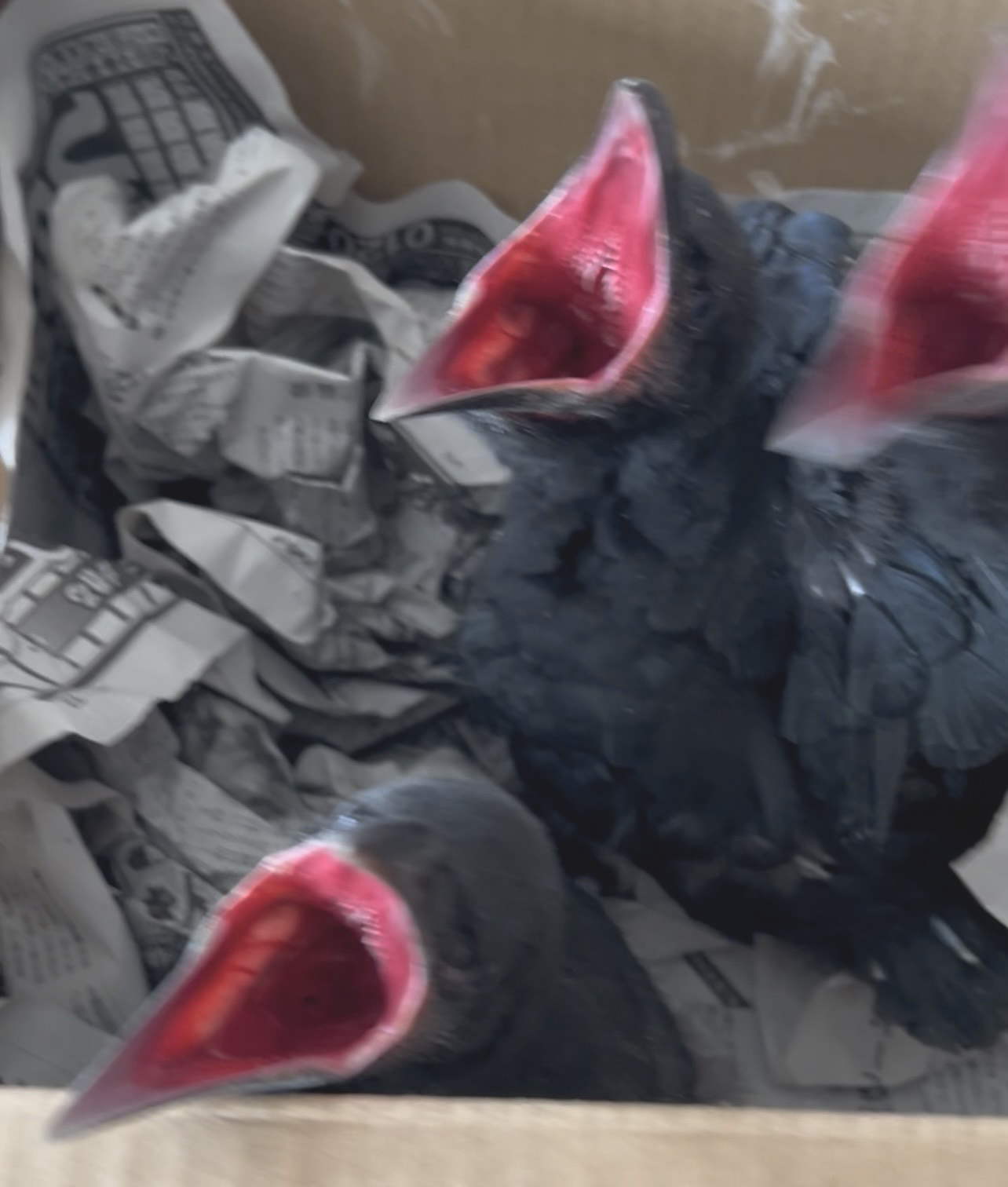 カラス