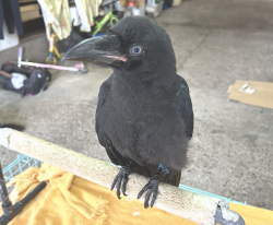 カラス