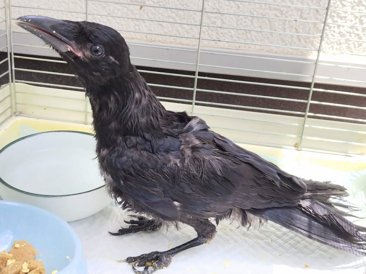 カラス