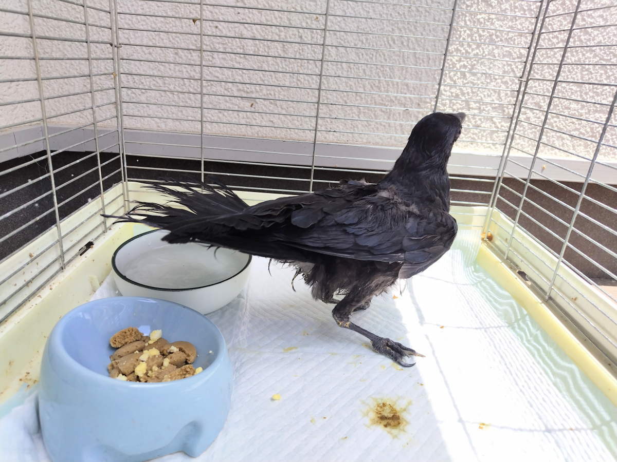 カラス