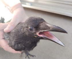 カラス