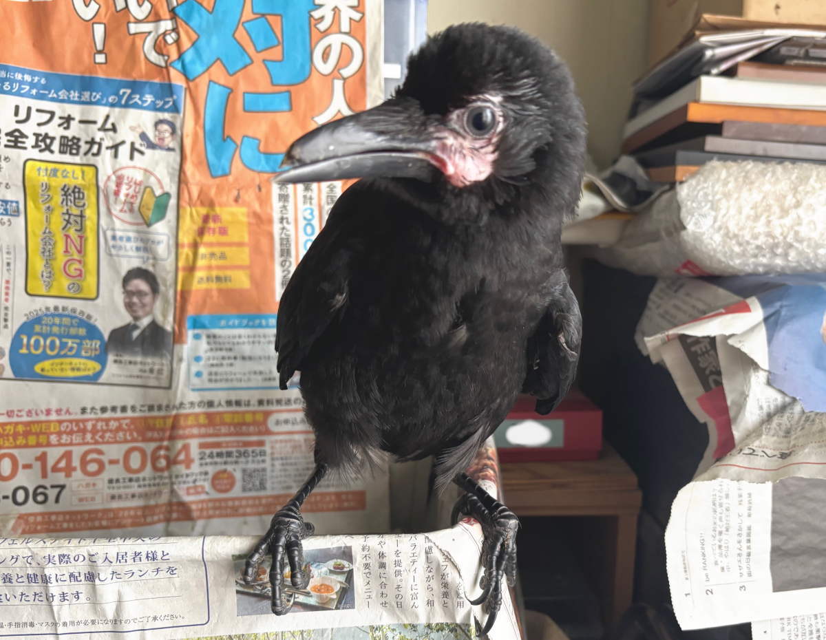 カラス