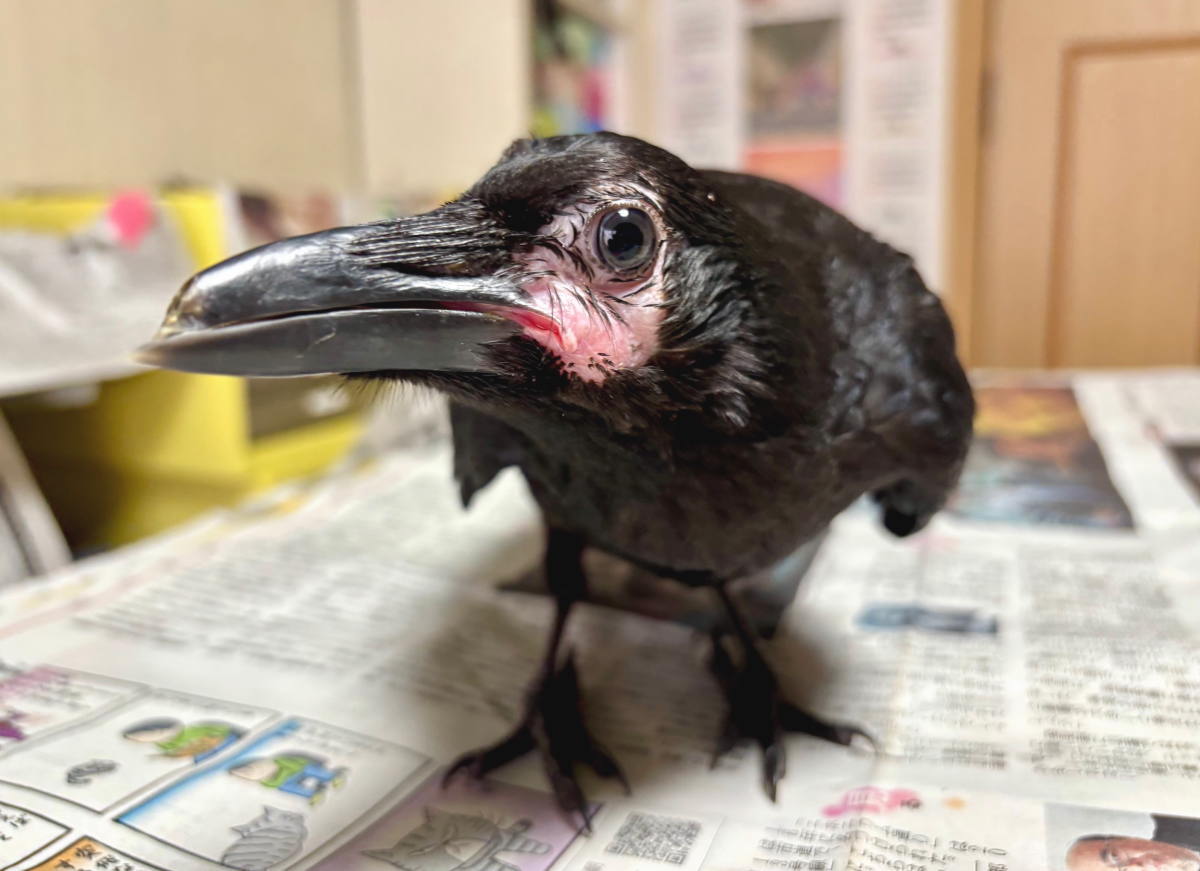 カラス